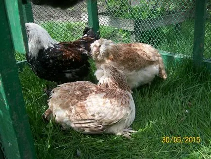 Găini ouătoare cea mai bună rasă pentru reproducere acasă