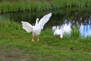 avantaje gâște Lind rasa, dezavantaje, în special pentru reproducere și fotografii