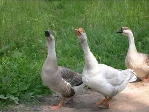 Lind порода гъски предимства, недостатъци, особено за разплод и снимки