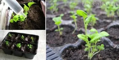 Lobelia în creștere din semințe, plantare și întreținere, de plantare în grădină - viața mea