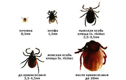 Forest ухапване от кърлеж и последиците от мерките за защита на