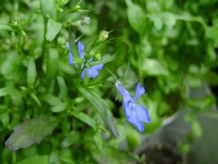 Lobelia növekvő magról - nyaraló virágoskert