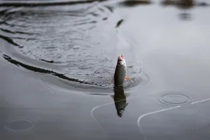 Catching csótány tavasz - kezelésére és a taktika fogása ez a hal