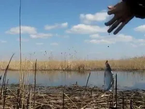 Улавянето хлебарка пролет - справяне и тактики за залавяне на тази риба