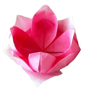 Lotus origami