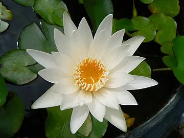 Lotus, лилия - защита, чистота, спокойствие, възкресение, кралски особи, изцеление