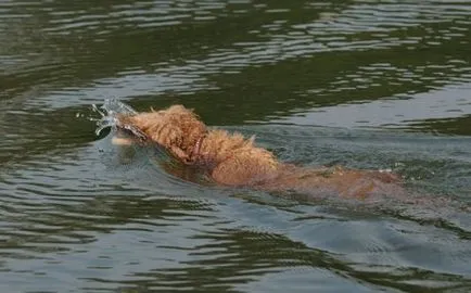 Lohnessoke fotografii și videoclipuri cu Nessie monstru mister