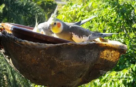 Loro Park Tenerife (árak, fotók, hogyan lehet eljutni oda) cikk