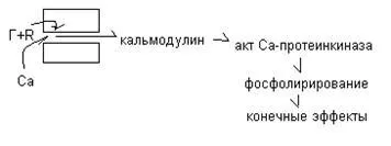 Механизмът на диафрагмата на действие на водоразтворими хормони - studopediya