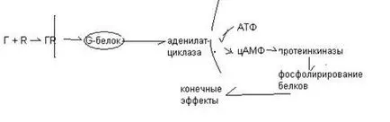 Механизмът на диафрагмата на действие на водоразтворими хормони - studopediya