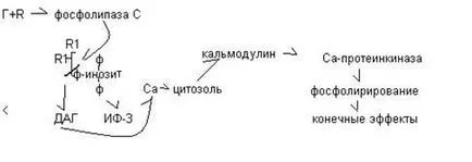 Механизмът на диафрагмата на действие на водоразтворими хормони - studopediya