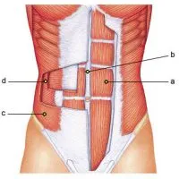 Коремните мускули и анатомията на коремните мускули при хората