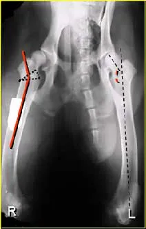 Multi-осни скелетни деформации на крайниците при кучета