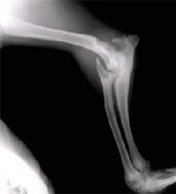 Multi-осни скелетни деформации на крайниците при кучета