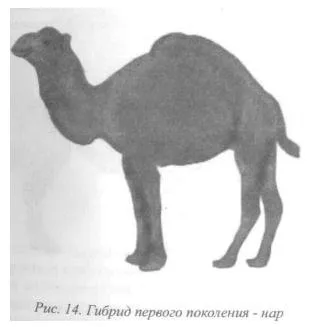 Camel tenyésztési módszerek - szól az állattenyésztés