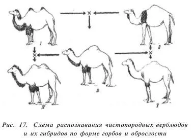 Camel методи на размножаване - Всичко за животновъдство