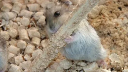 Piatra minerale pentru hamsteri, unele ramuri pot da hamster