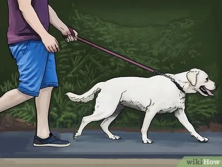 Hogyan kell járni a kutya a eső vagy hó