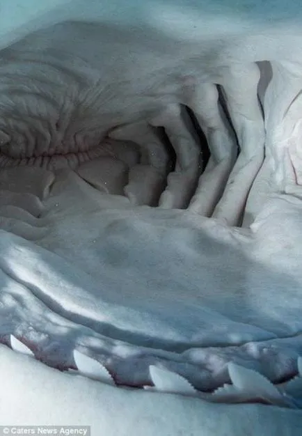 Какво е вътре челюстите на акулата