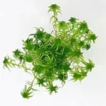 sphagnum mușchi