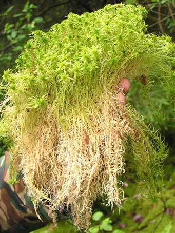 sphagnum mușchi