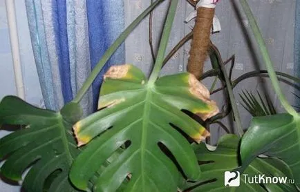 грижа Monstera у дома