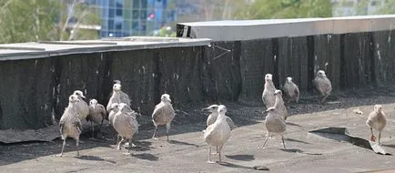 Narva kt próbál foglalkozni sirályok - Narva