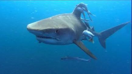 Shark támadások emberekben mítoszok és a valóság