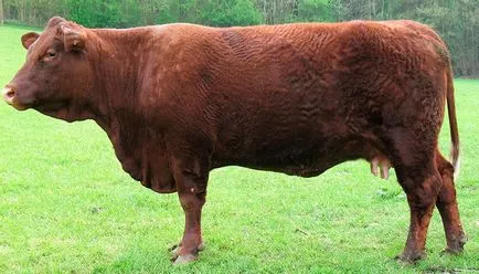 Месо порода крави описание, снимки и тяхната продуктивност