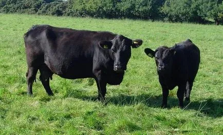 Месо порода крави описание, снимки и тяхната продуктивност