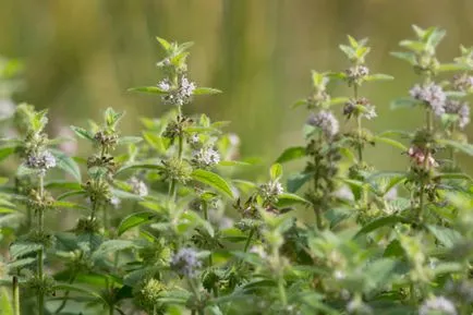 Mint - ültetés, tenyésztés, gondozás, fajta menta