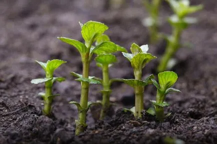 Menta - plantare, de reproducere, de îngrijire, tipuri de menta