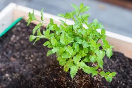 Menta - plantare, de reproducere, de îngrijire, tipuri de menta