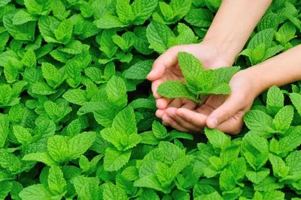 Menta - plantare, de reproducere, de îngrijire, tipuri de menta