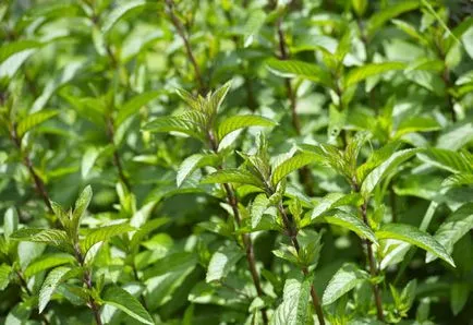 Menta - plantare, de reproducere, de îngrijire, tipuri de menta