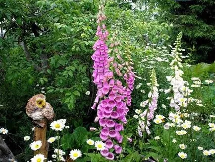 Digitalis a kertben