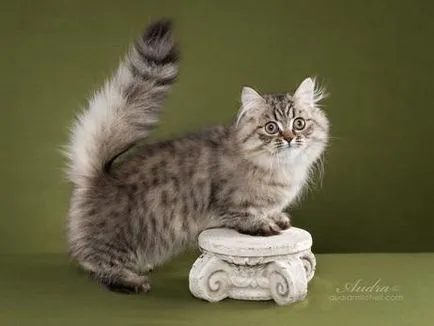 Наполеон, или малкия император - мистериозен котка