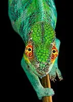 Този цвят е хамелеон - National Geographic България