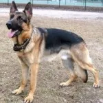 educație germană Shepherd, de formare și alte informații cu privire la aceste câini inteligente