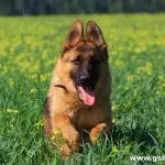 educație germană Shepherd, de formare și alte informații cu privire la aceste câini inteligente