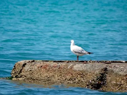 vacanta necostisitoare în Gelendzhik cu Consiliile mamele de copii (prețurile pentru 2017)