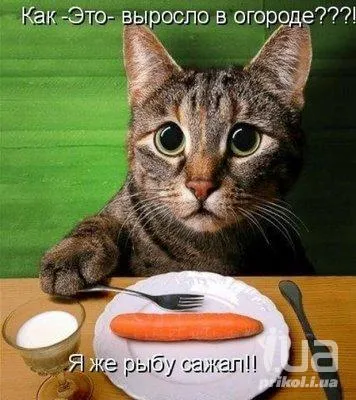 Am nevoie de un morcov pisici Kitty mânca fructe și legume și mai mult care mănâncă