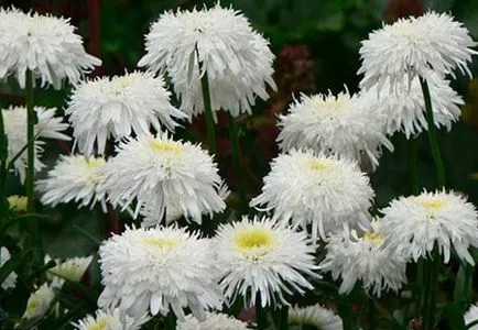 Leucanthemum - маргаритка градина, засаждане, грижи, снимка