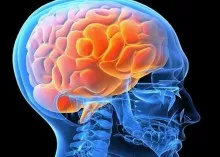 Volumul creierului uman si inteligenta