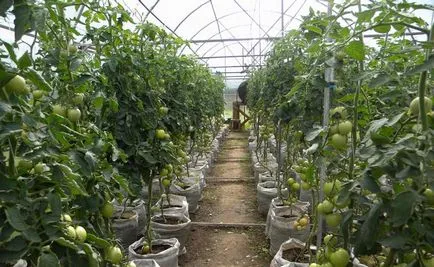 Muszáj, hogy zárja be az üvegházba éjszakán át a hőmérsékletet, ahol, fotó, videó