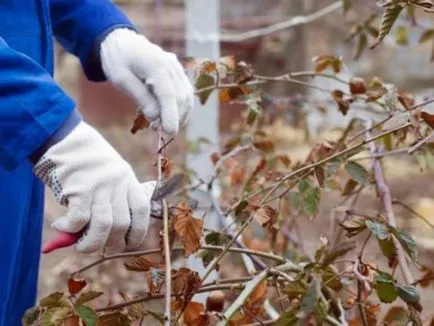 Metszés szeder ősszel kezdők tanácsokat és tippeket