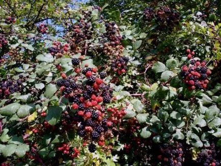 Metszés szeder ősszel kezdők tanácsokat és tippeket