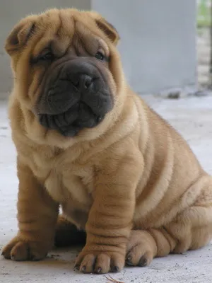 Descrierea speciilor și fotografie natura Shar-Pei - se pare ca un câine, cum de a alege un catelus