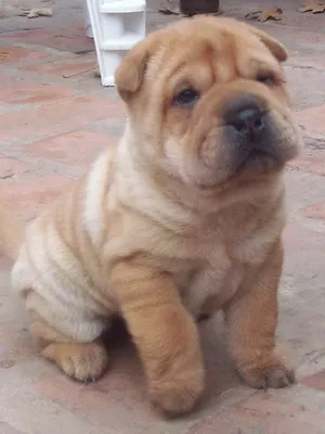 Descrierea speciilor și fotografie natura Shar-Pei - se pare ca un câine, cum de a alege un catelus