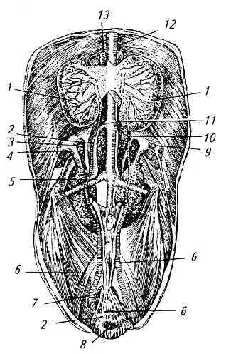 Organele de păsări reproductivă organelor de reproducere masculine